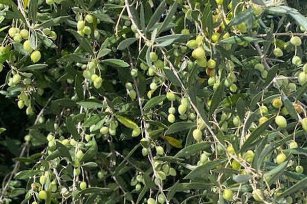 The Rare and Wonderful Koutsourelia Olive