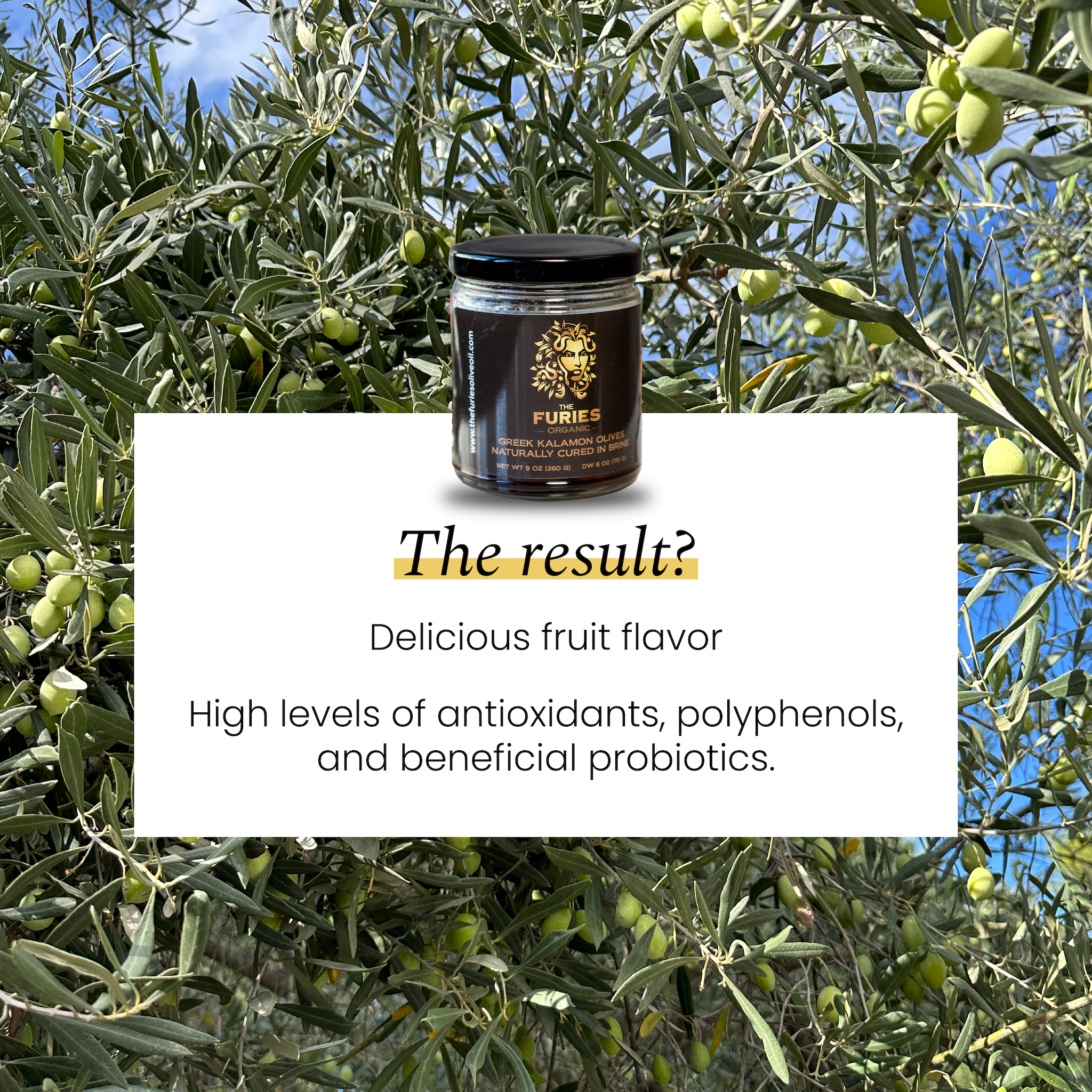 Greek Kalamon Olives